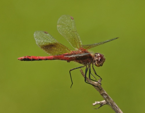Male
2011_06_29_Floyd